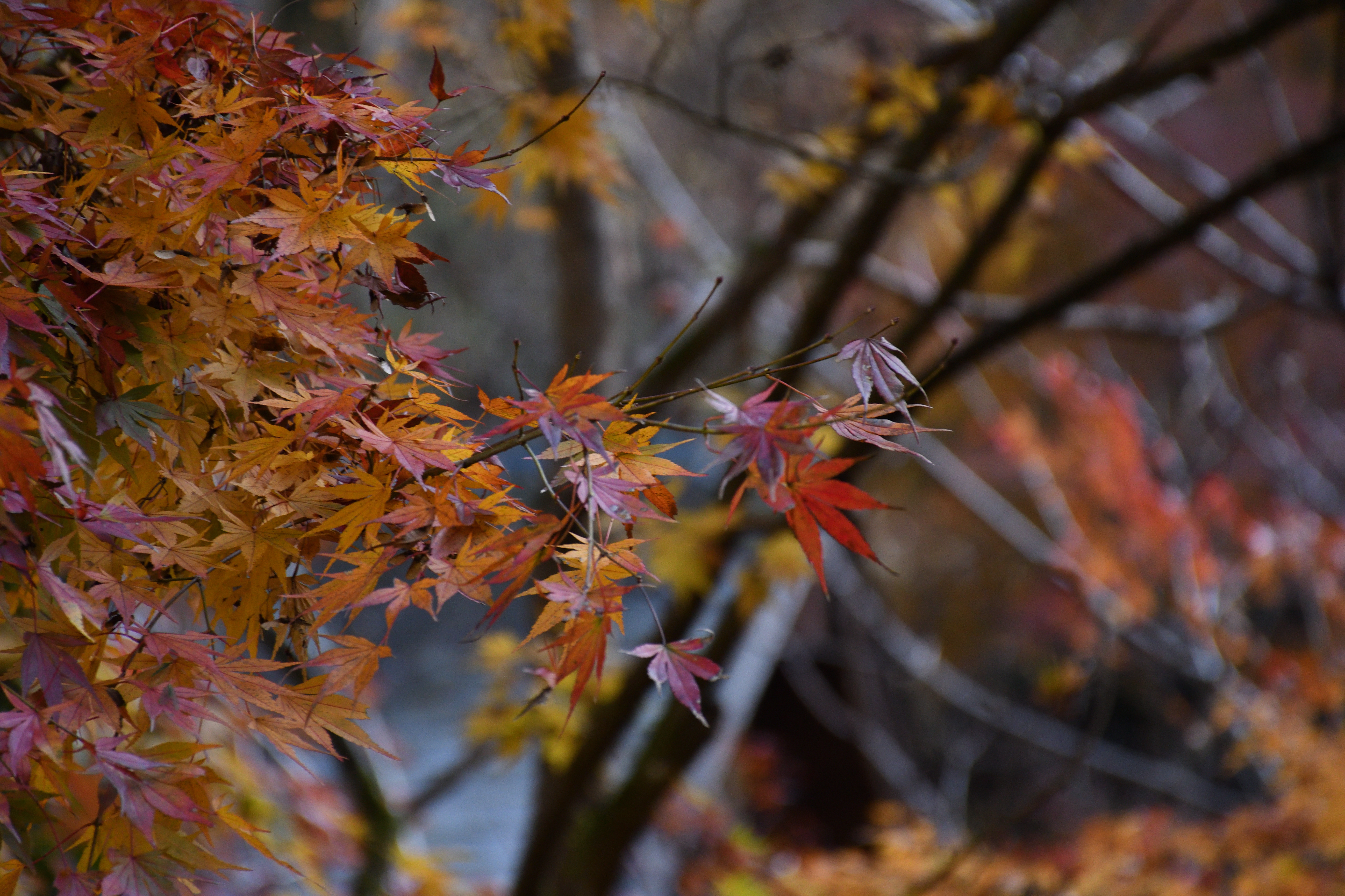 DSC_0610_s