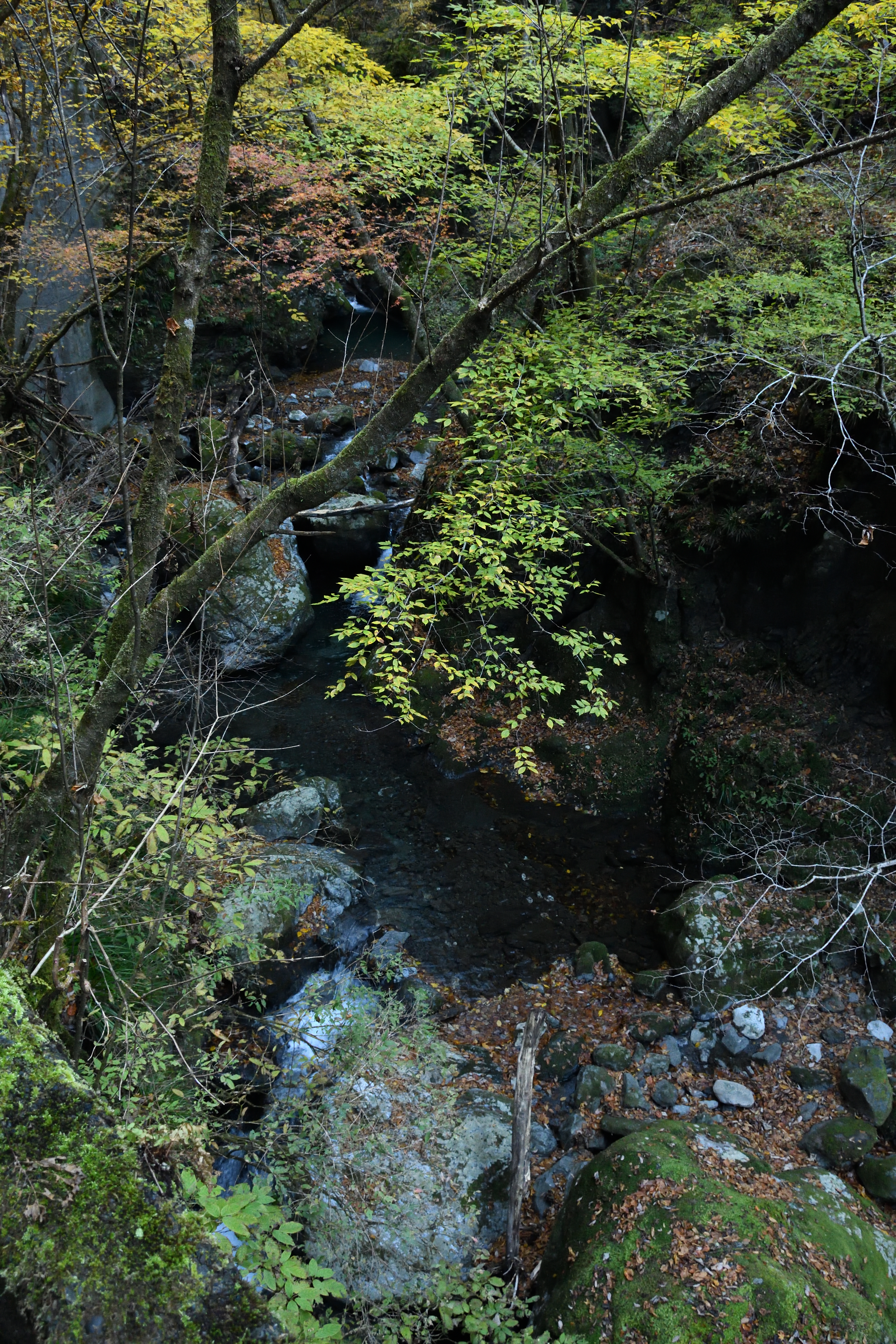 DSC_0663_s