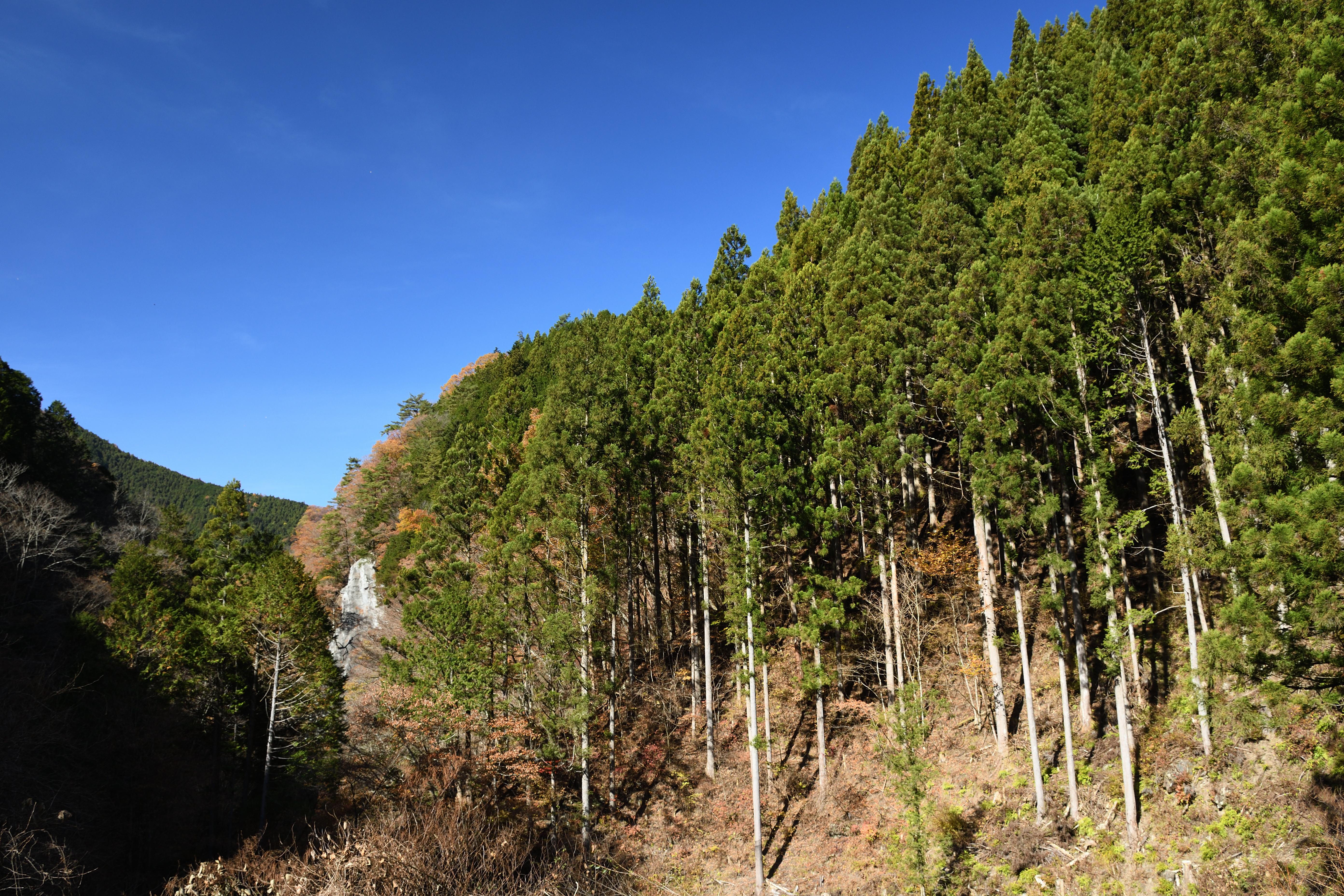DSC_0685_s