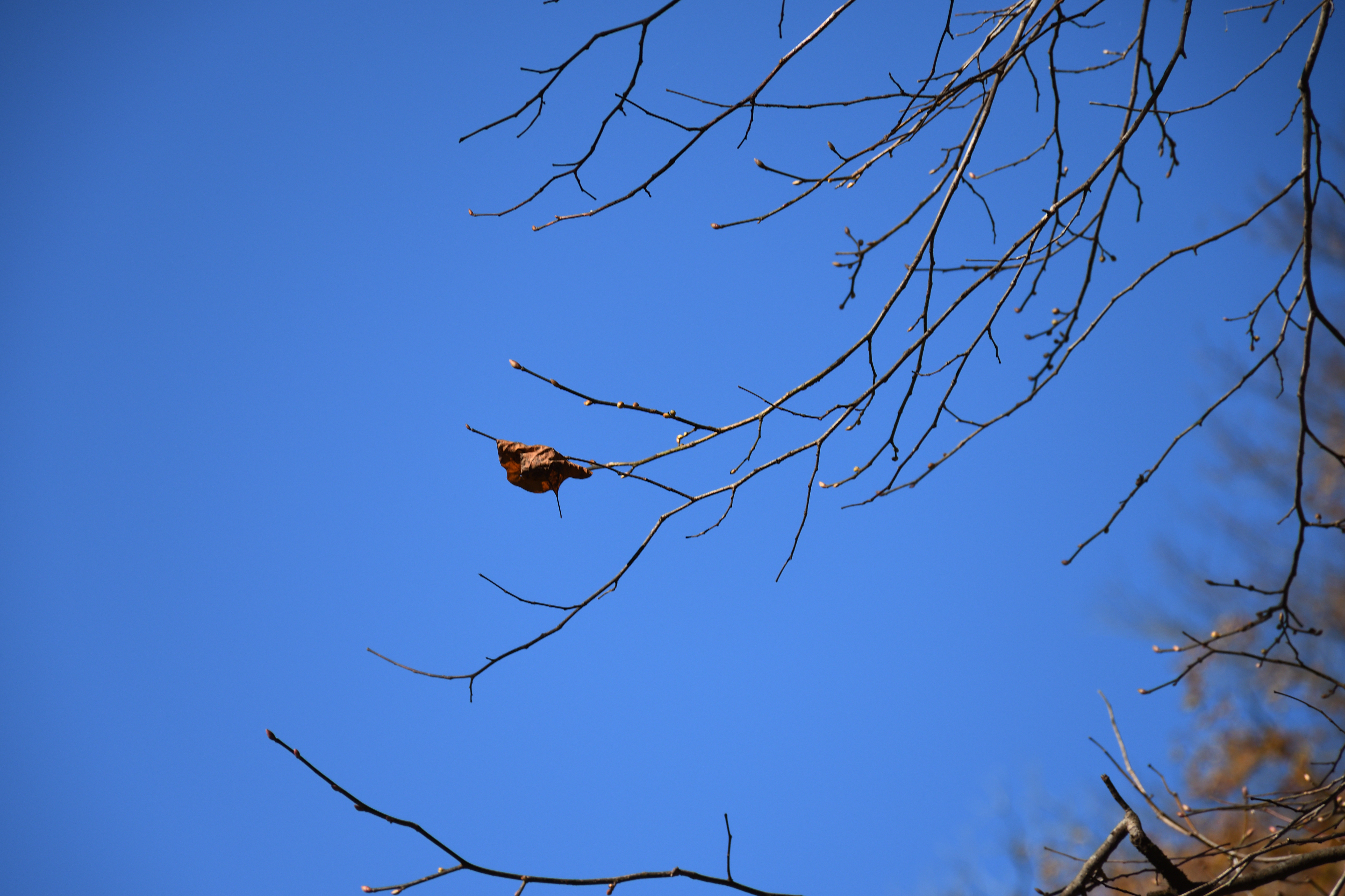 DSC_0653_s