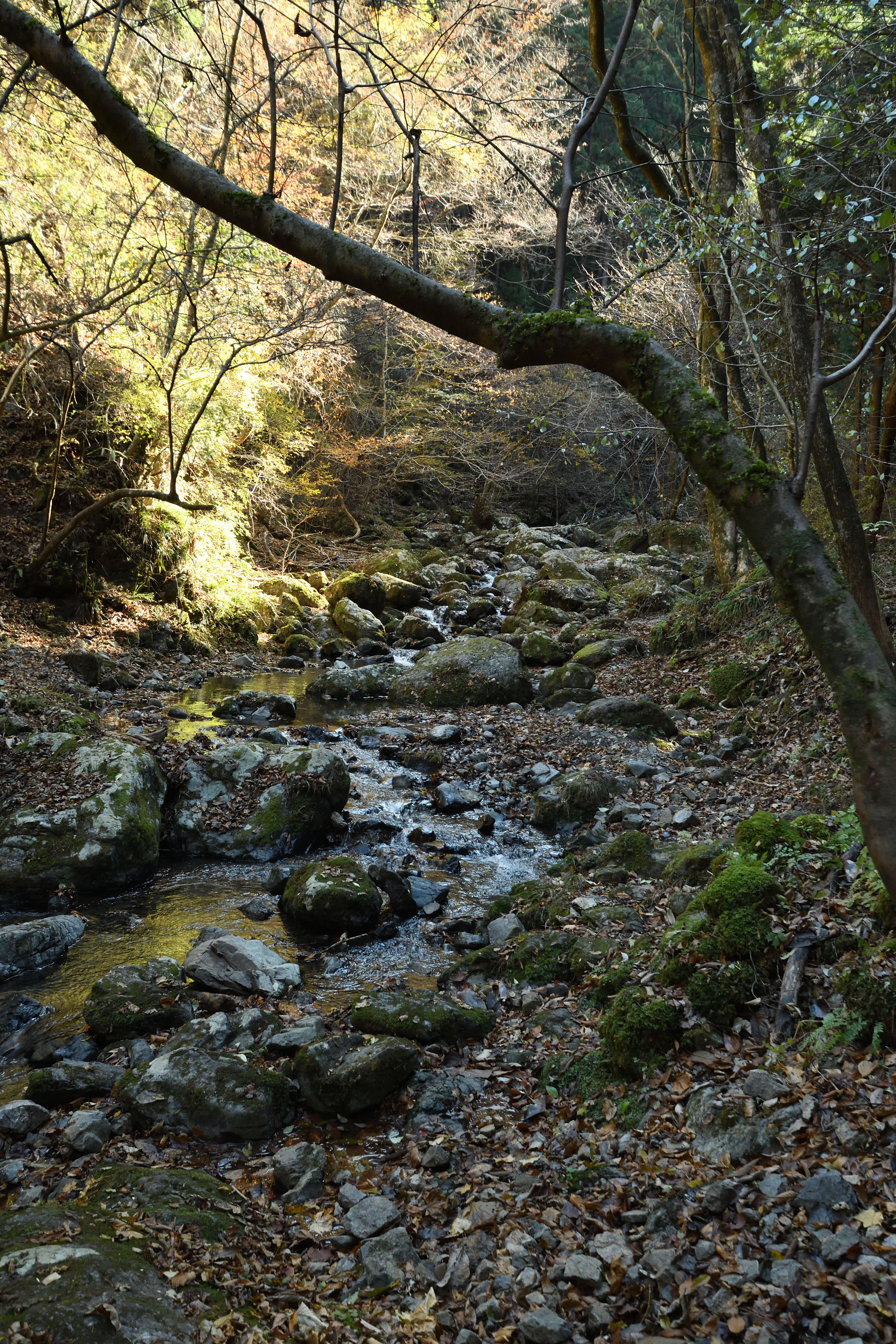 DSC_0762_s