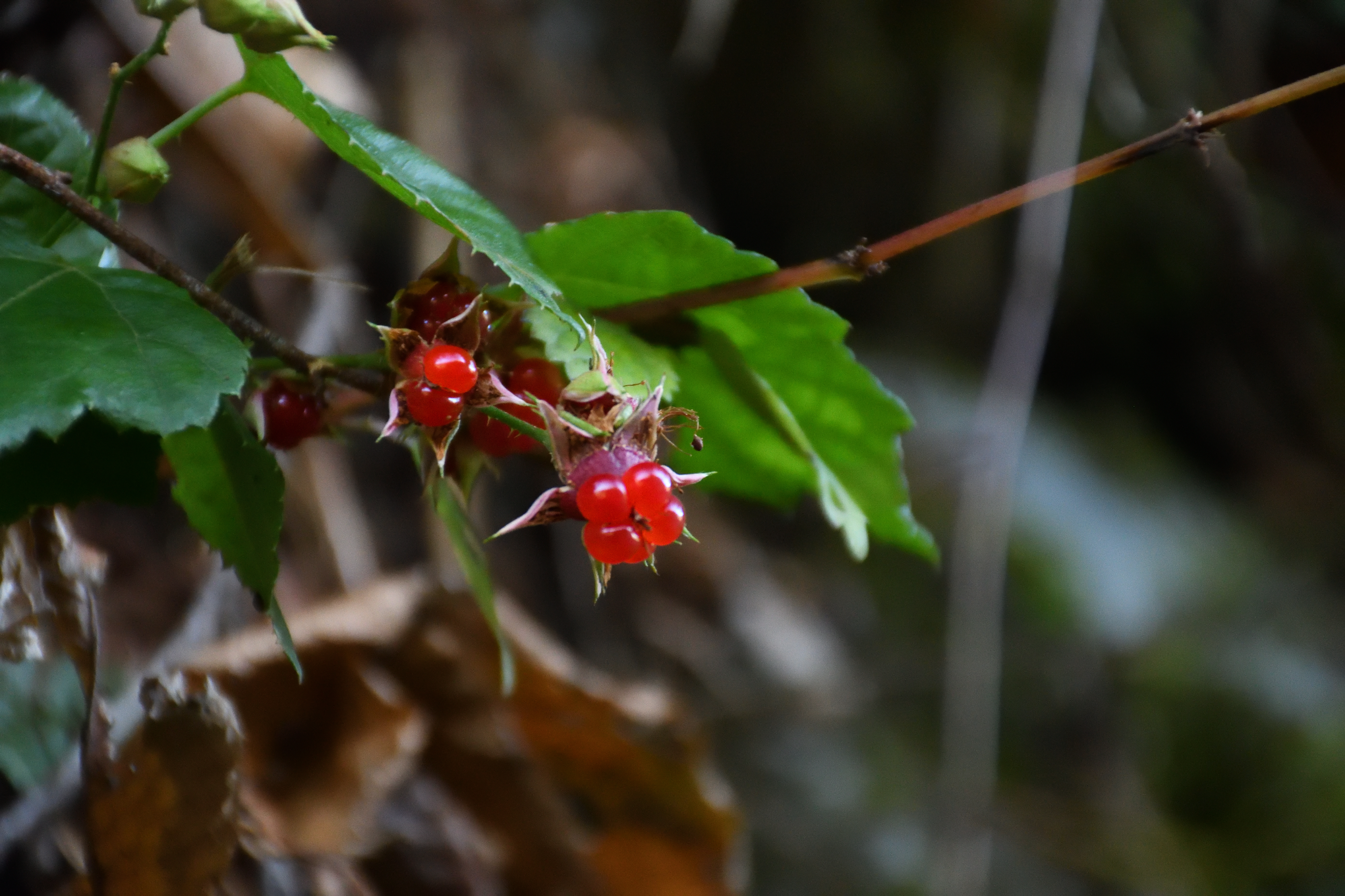 DSC_0584_s