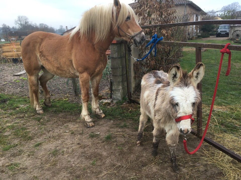 Jardin remarquable, Les Jardins des Soussilanges