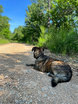 CHien dans la nature