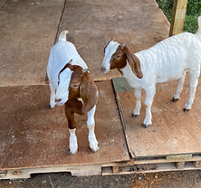 Toot and Ella - our first set of Show Goats