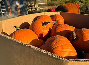 Pumpkins.jpg