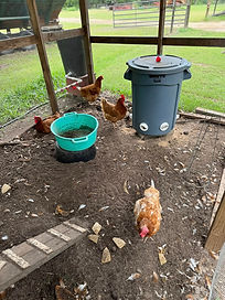 chickens.jpg