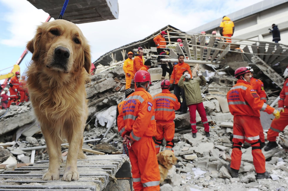 rescue dog