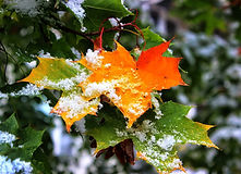 1586450129_19-p-pervii-sneg-35.jpg