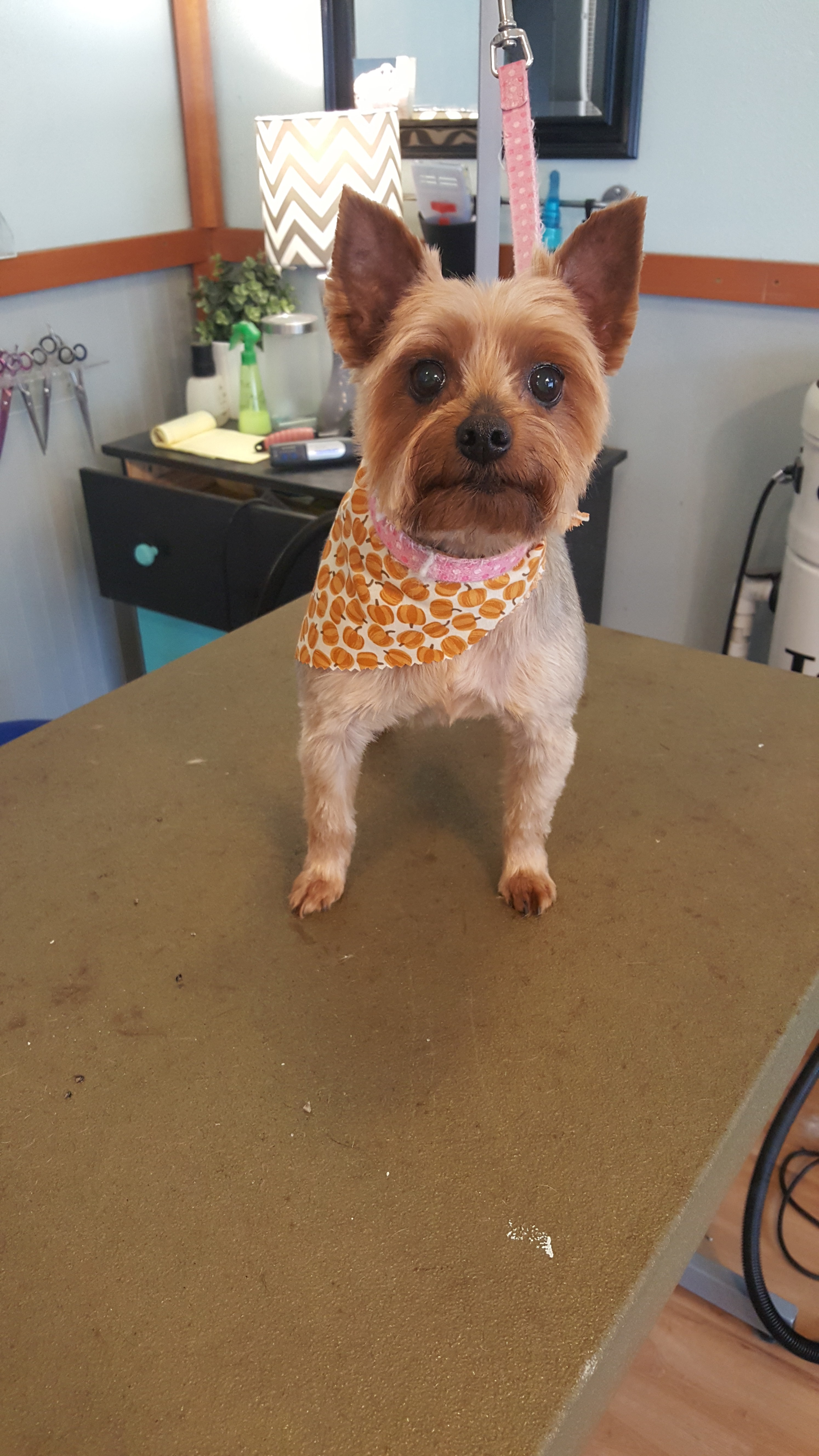 Gallery bowsandbiscuits