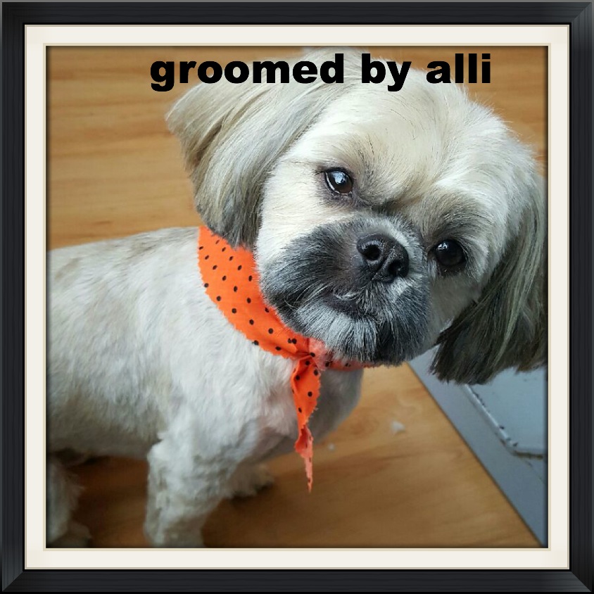 Gallery bowsandbiscuits