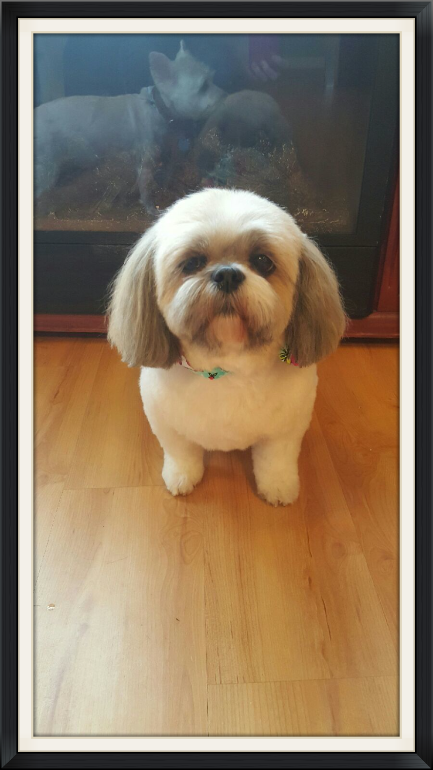 Gallery bowsandbiscuits