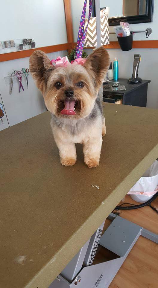 Gallery bowsandbiscuits