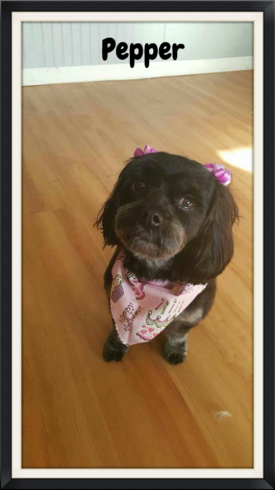 Gallery bowsandbiscuits