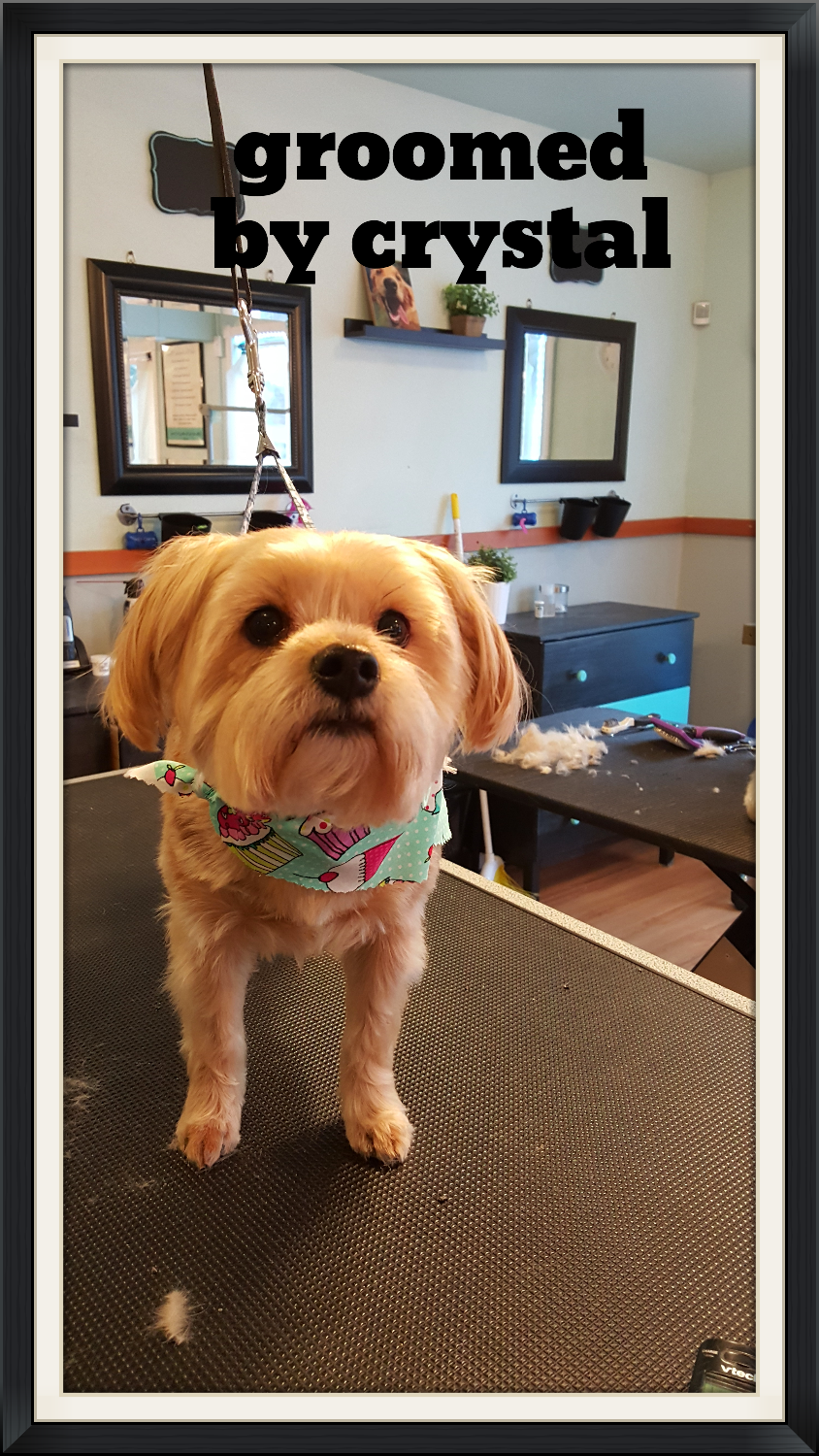 Gallery bowsandbiscuits