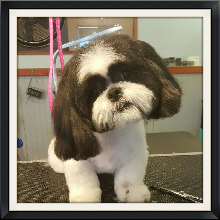 Gallery bowsandbiscuits