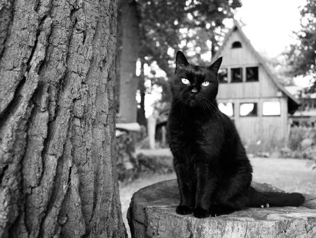 Typisch Katze