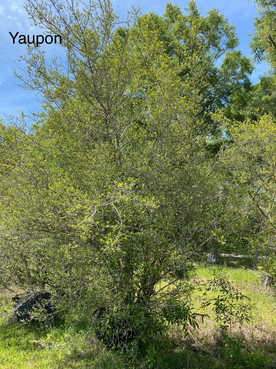 Yaupon Holly