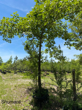 Shumard Oak