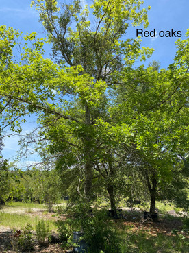 Red Oak Row