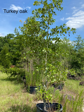 Turkey Oak