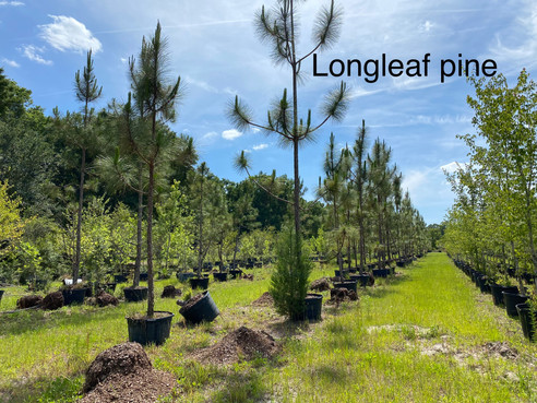 Longleaf Pines