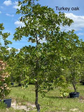 Turkey Oaks