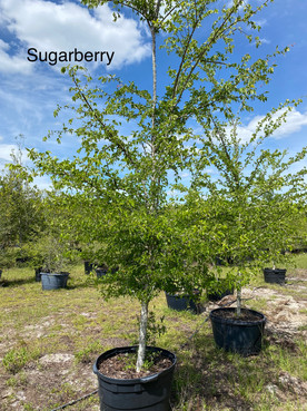 More Sugarberry Trees