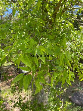 Sugarberry