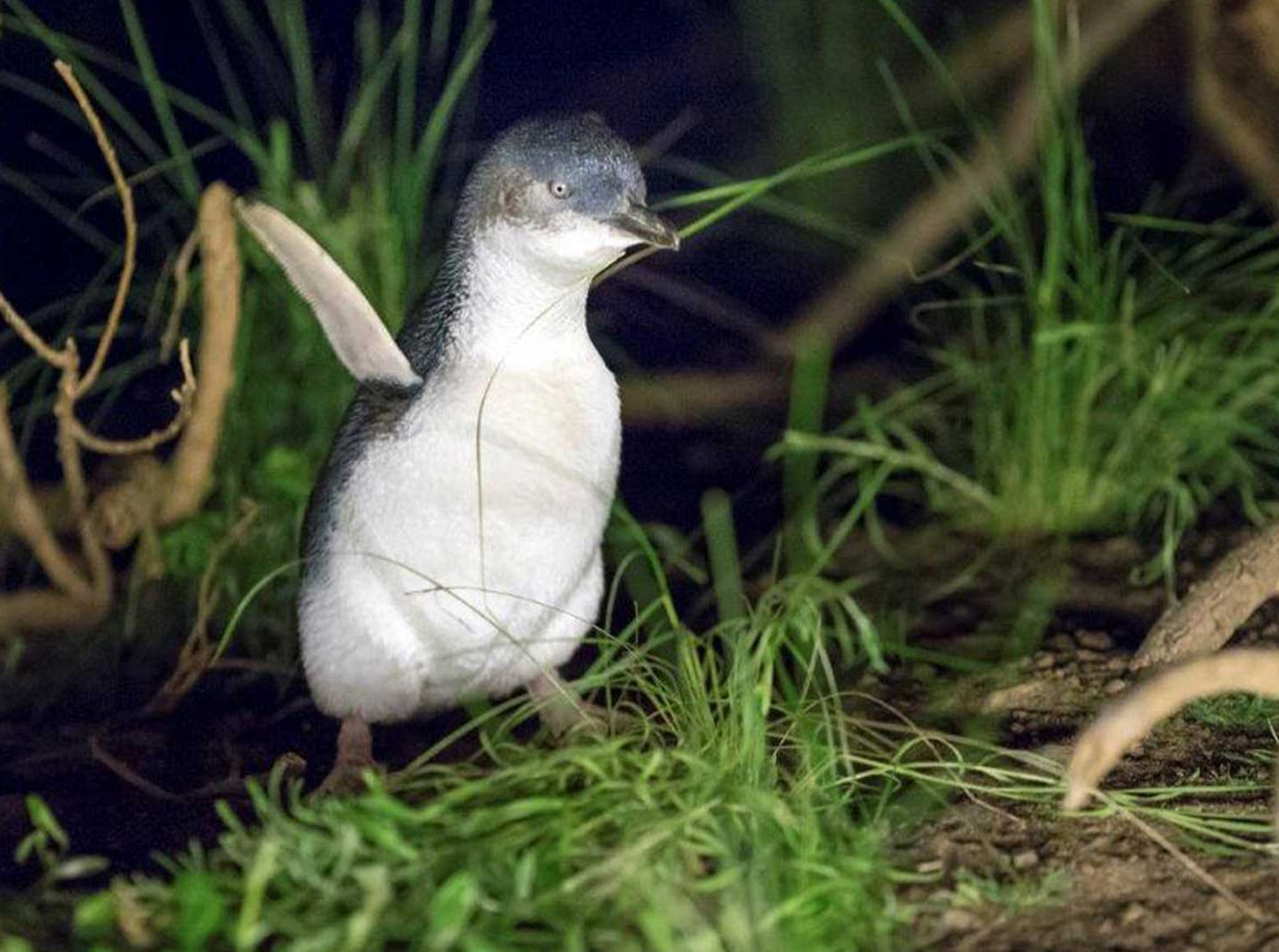 penguin-flapping-wings.