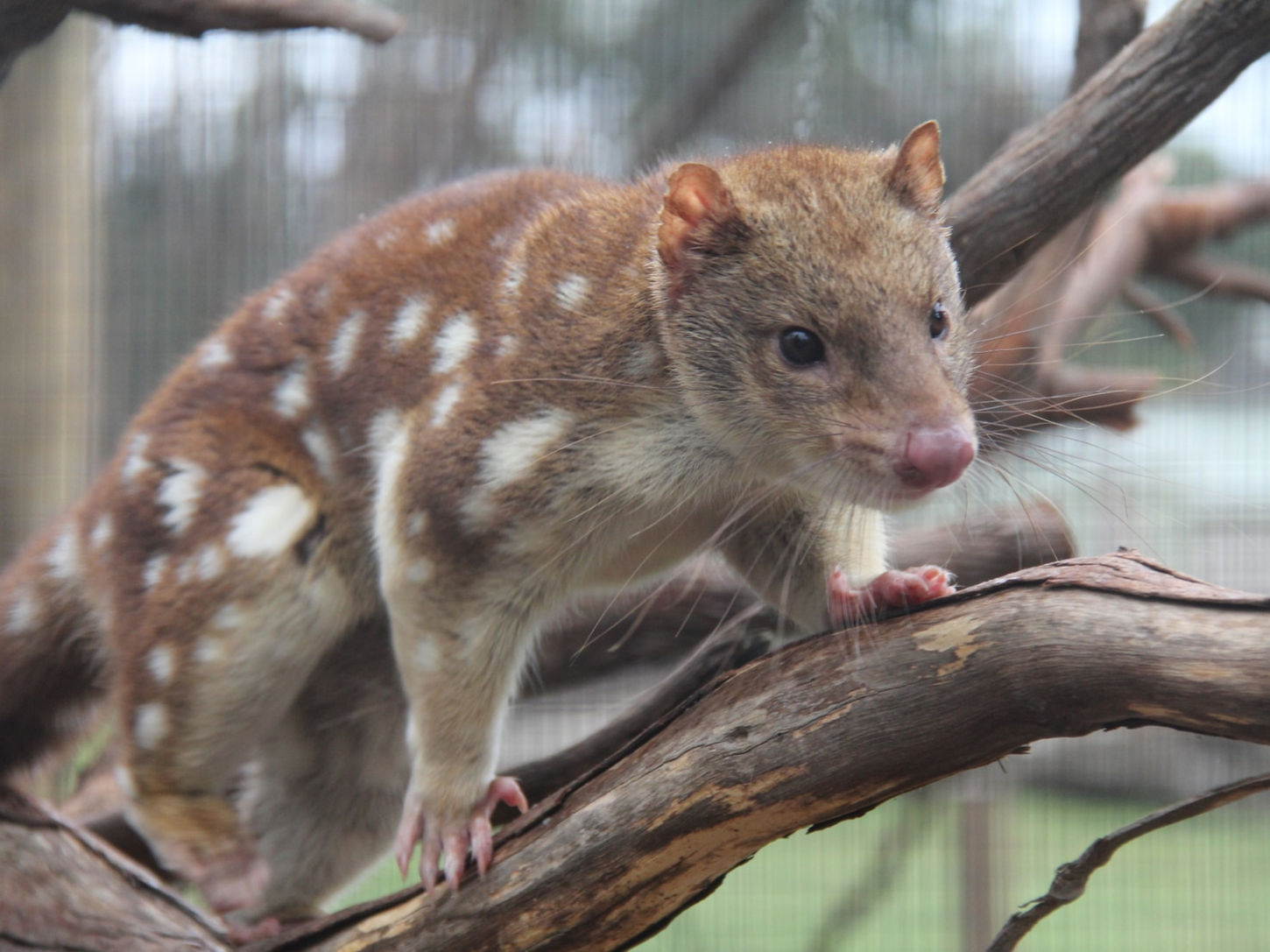 Spot-tailed_Quoll_at_Moonlit_Sanctuary.jpg