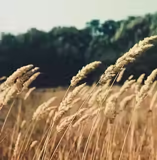 Wheat Field.avif