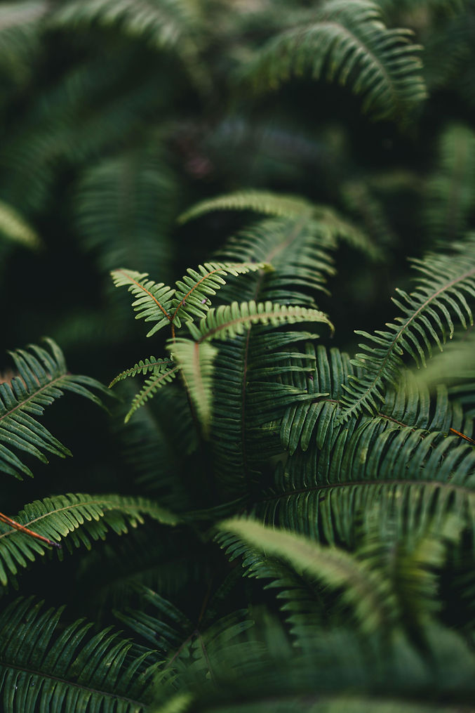 pexels-benkmod_-ben-535135936-29610927.jpg