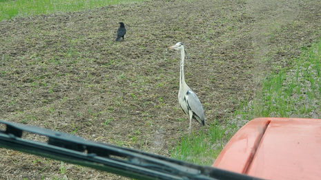 2024年5月22日(水)　代かき前の田起こし「アオサギ！」