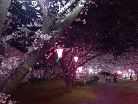 2025年4月5日(土) 重信川河川敷の桜が満開!