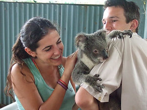 Koala in Zoo