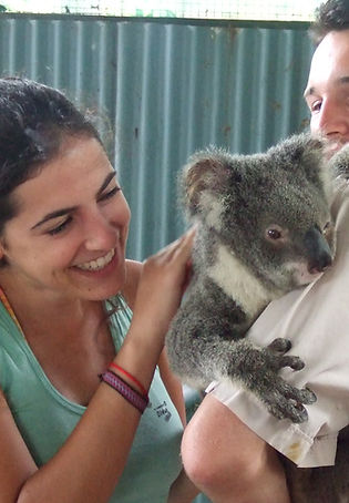 Koala en Zoo