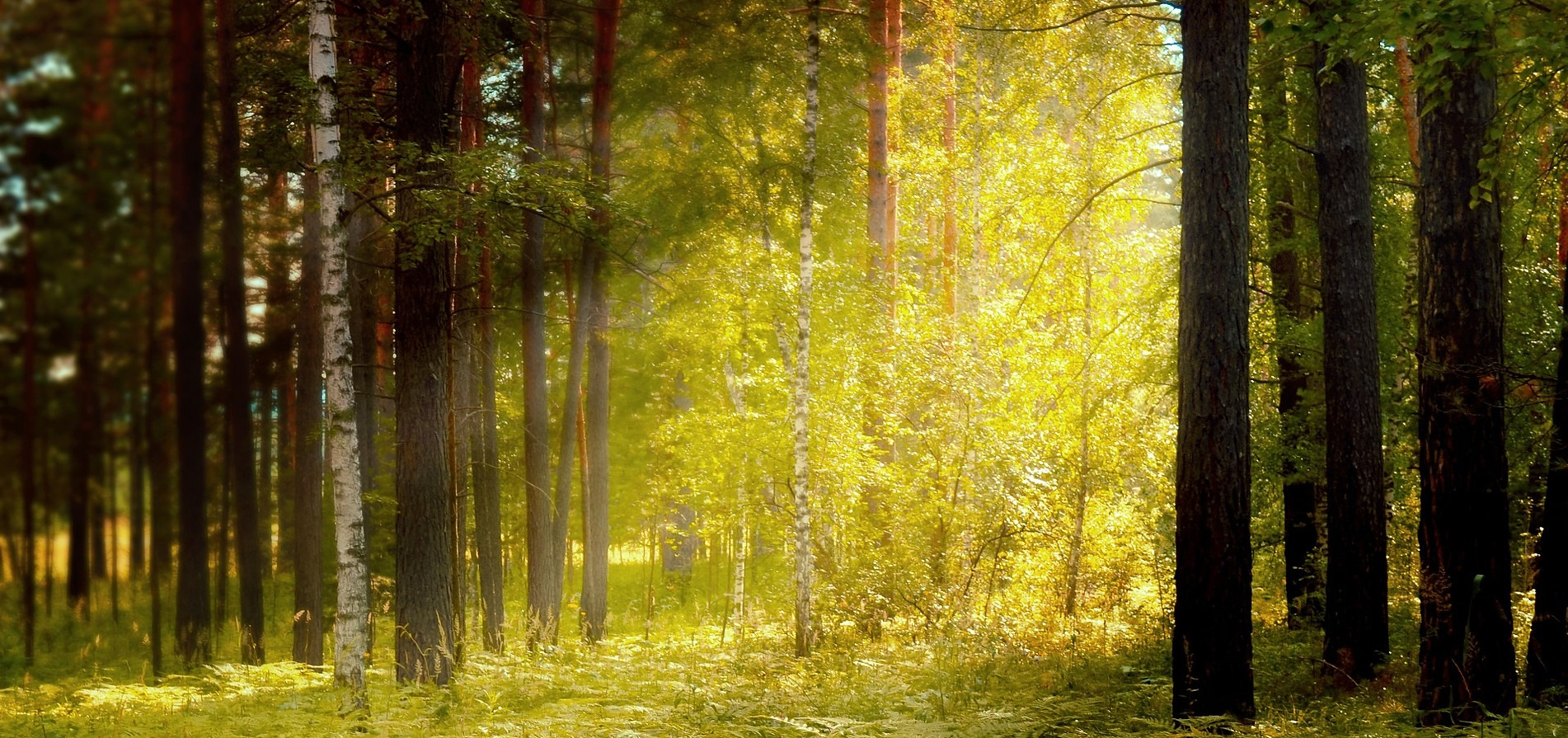 forest-314325.jpg