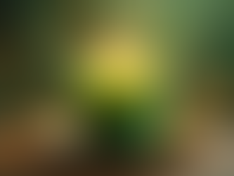 Best Places to Buy Abundance Candles Online: Your Guide to Light and Prosperity