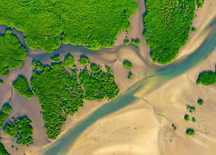 Aerial View of Green Mangrove Forest Nature Landscape Amazon River Amazon Rainforest South