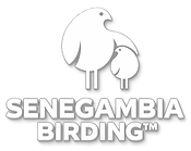 SGB LOGO_edited.png