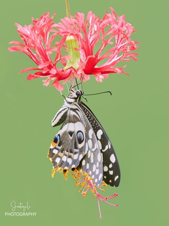 Papilio demoleus - The Lime Butterfly - 4.png