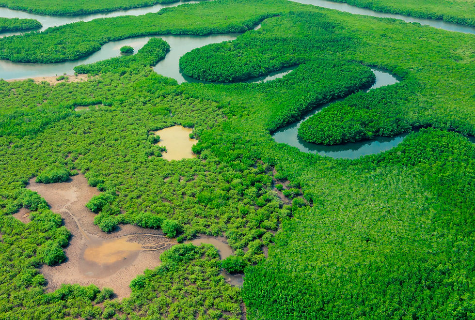 Aerial View of Green Mangrove Forest.