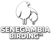 Birding in Gambia