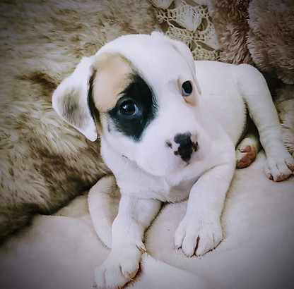 puppy3.jpg