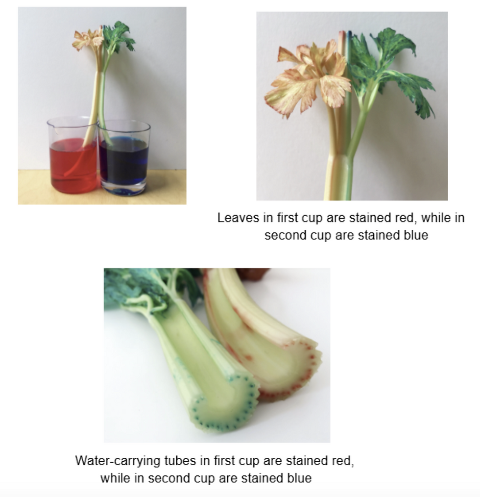 The leaves and xylem on the side placed in the blue-coloured water will be stained blue.