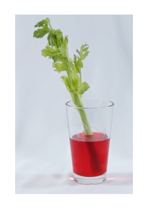 A Simple Plant Transport System Experiment Using Celery