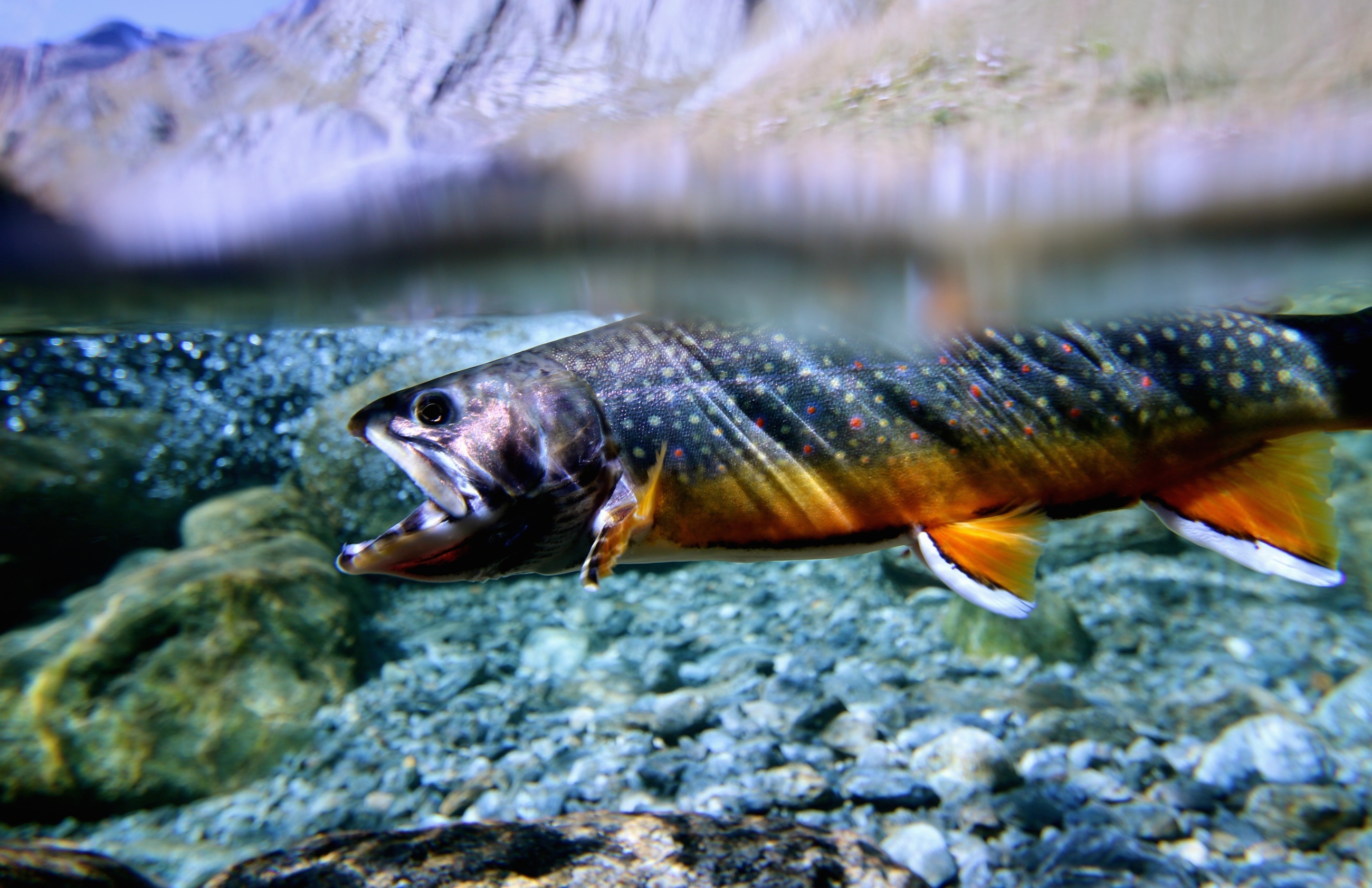 Fishing Swiss Alps / Fly Fishing SwitzerlandFlyfishing Fishing Swiss