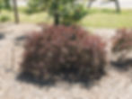 Purple Barberry