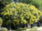 Chinese Rain tree